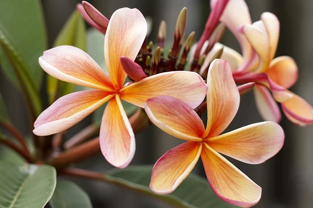 How to Get Plumerias to Bloom