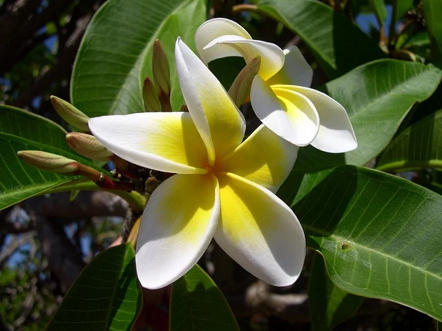 Do Plumeria Need Full Sun