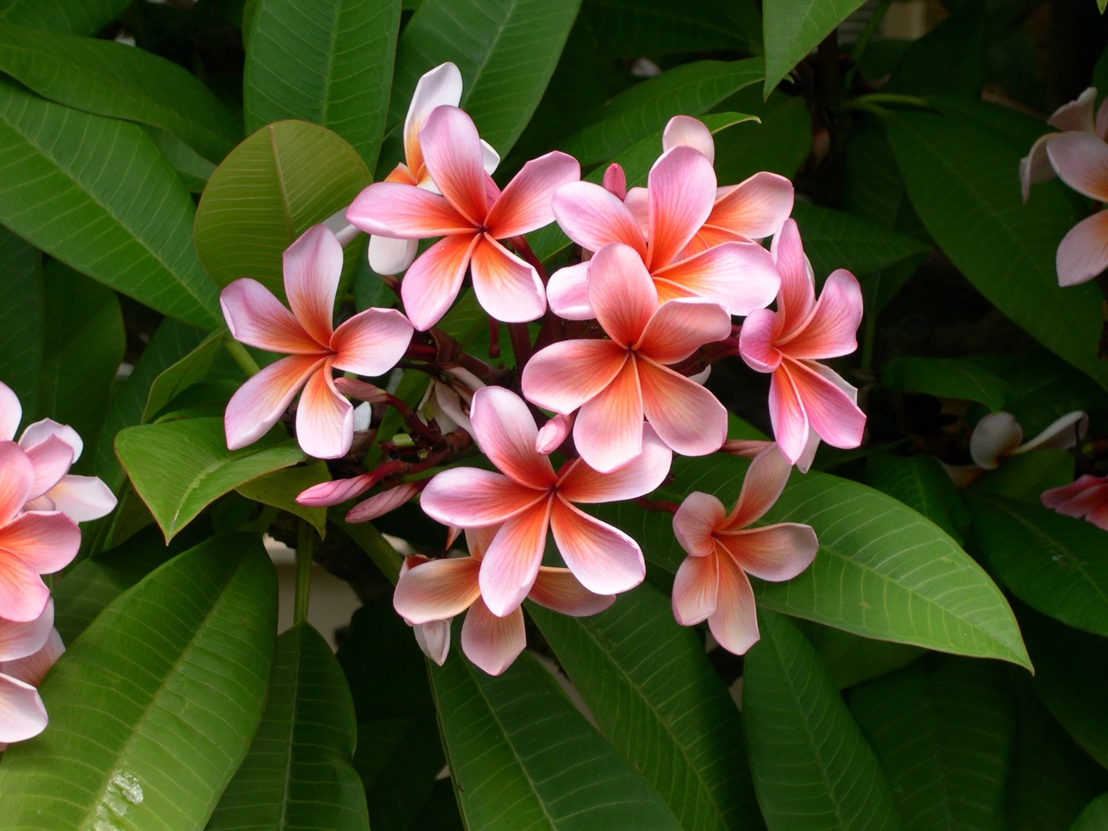 Plumeria Flower Category