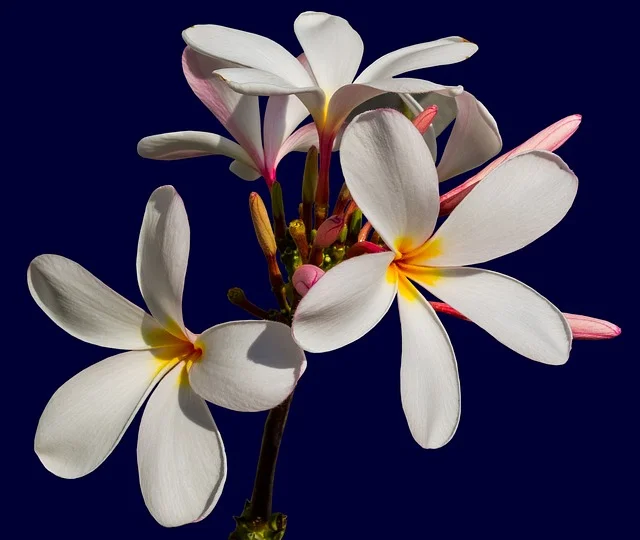 Understanding the Size of Plumeria: How Big Does Plumeria Get