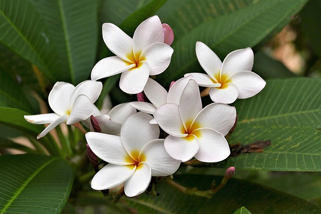 flower, blossoms, frangipani