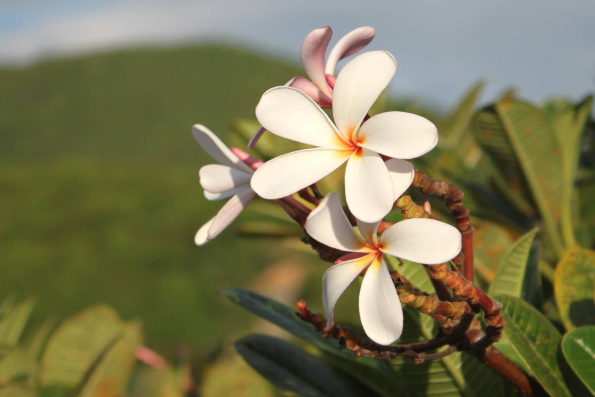 Plumeria - growing it and advice on how to care for it