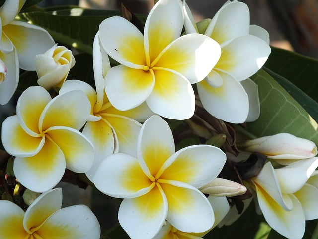 plumeria, frangipani, white